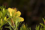 Apalachicola St. Johnswort